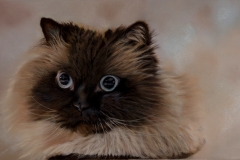 Himalayan Cat