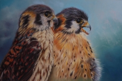 A Pair of Kestrels - Sold